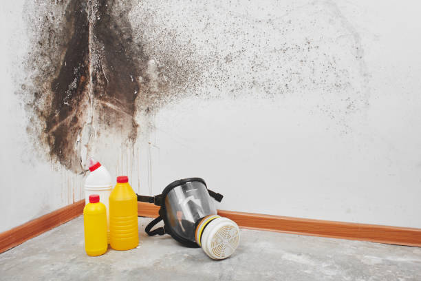 Best Certified Mold Removal  in Minturn, CO