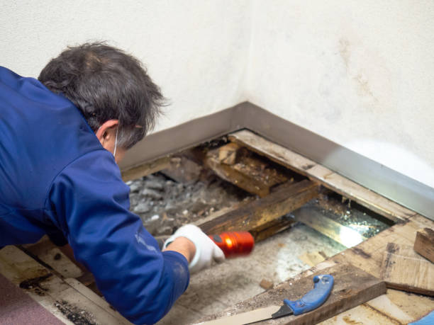 Best Attic Mold Removal  in Minturn, CO