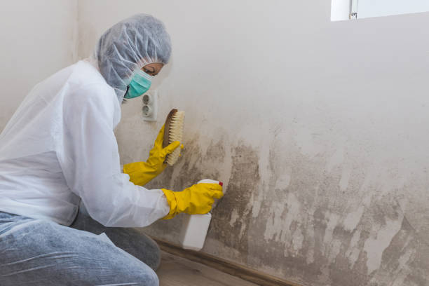 Best Mold Damage Repair  in Minturn, CO