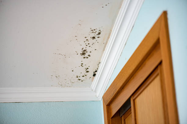 Best Mold Damage Repair  in Minturn, CO