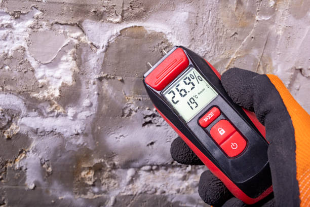 Best Home Mold Removal  in Minturn, CO