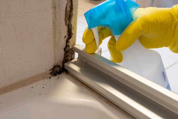 Best Mold Damage Repair  in Minturn, CO