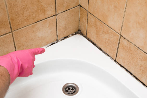 Best Mold Testing  in Minturn, CO